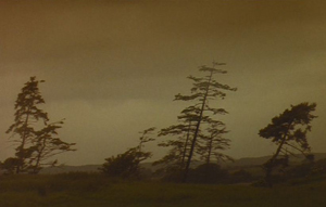 Sokurov-Mother-and-Son-Forest