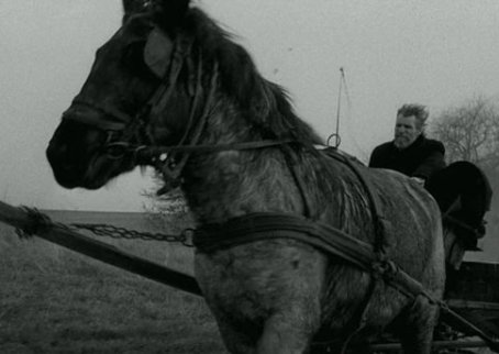 turin.horse_